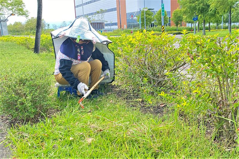 阿雲阿嬤整理安全島草皮植栽