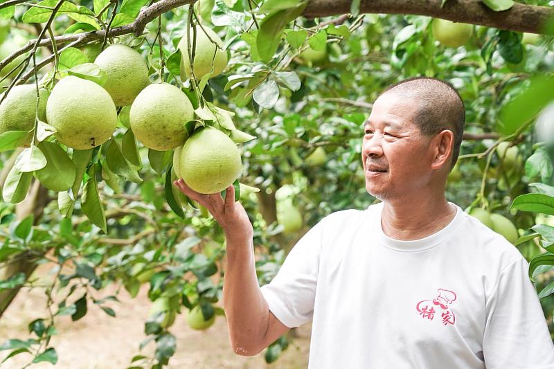 八里區農友褚繼華於每年5月精挑細選表面光滑、色澤均勻的飽滿文旦柚進行套框，產出心型柚。