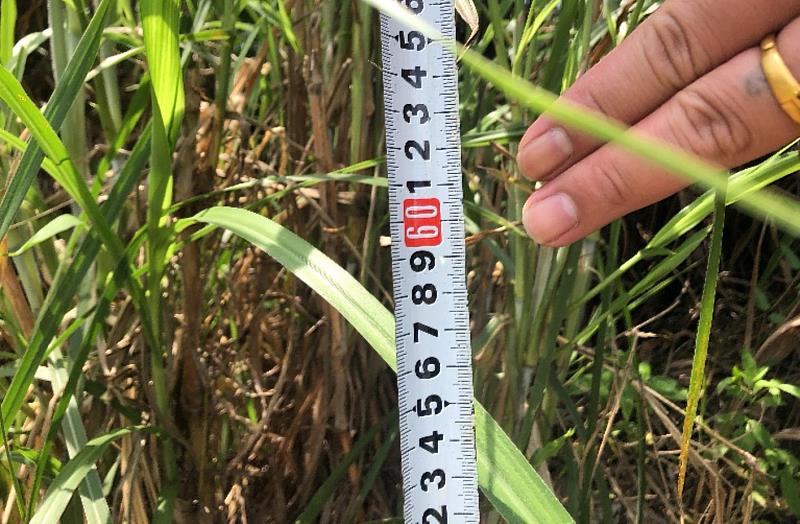 雜草叢生易藏蚊蟲蛇鼠 都市計畫區雜草長逾60公分 限期未改善者最重罰6千元 臺東環保局呼籲定期除草