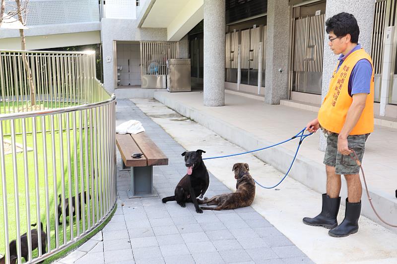 新竹縣動物保護防疫所志工的服務項目之一，需要協助牽狗狗到戶外散步