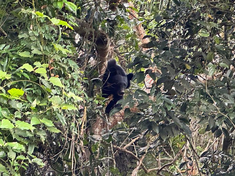臺灣黑熊中套索攀爬至樹叉處暫棲或躲避