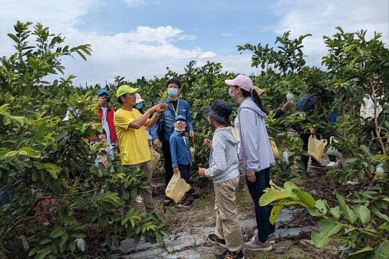 中華醫事科技大學USR團隊與玉井在地青農合作舉辦親子食農經濟學習營，體驗採果樂