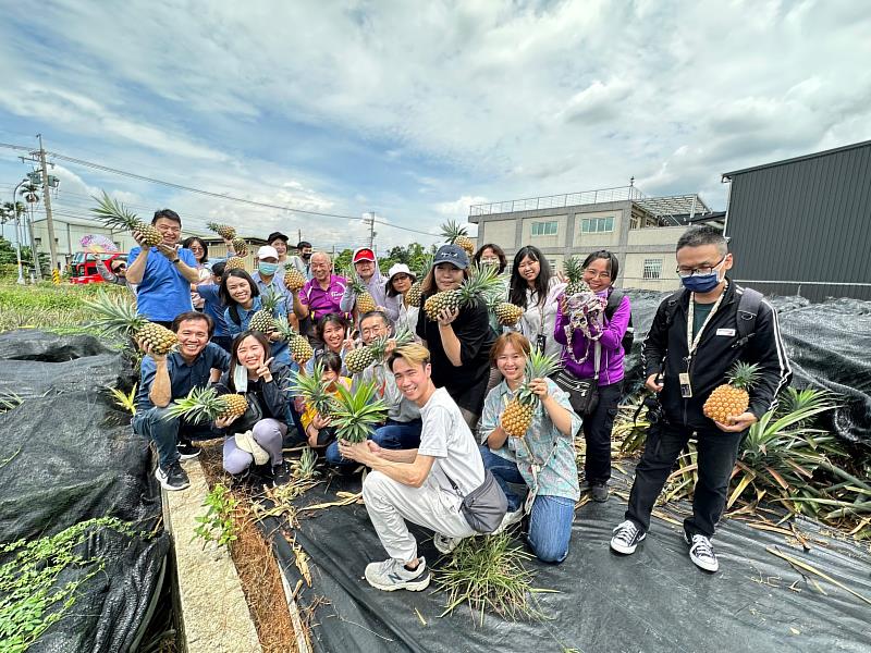 中崙社區理事長許烱業帶著社造夥伴們，實際走進芬園鄉產季中的鳳梨田。