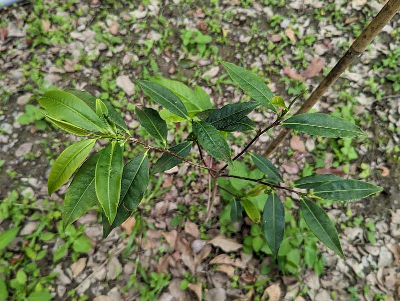 已栽植到林地上的臺灣山茶需耐心等待3年的時間才能採收