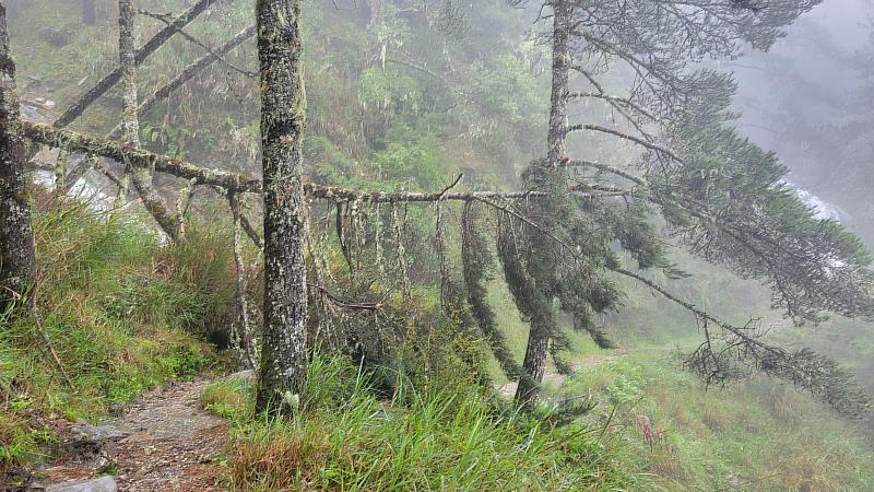 嘉明湖國家步道2.7公里倒木