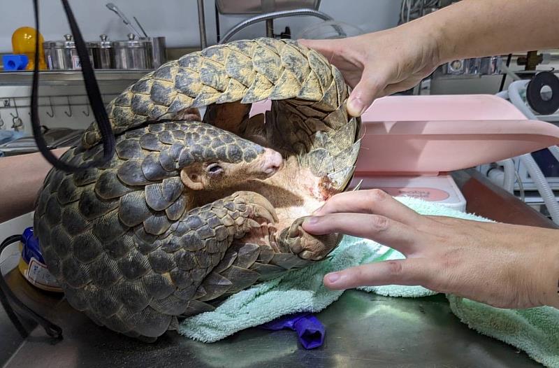 新竹市立動物園獸醫為穿山甲進行健康檢查。