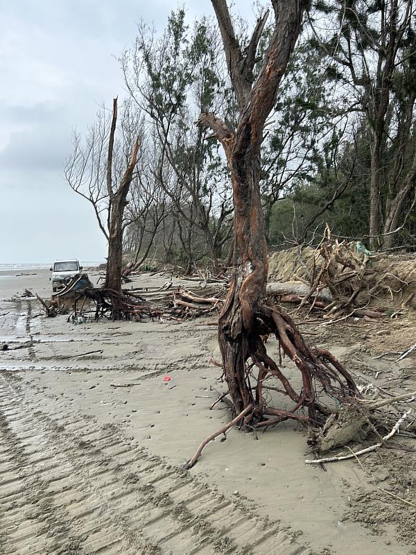 海浪侵蝕淘空保安林木麻黃根部土壤