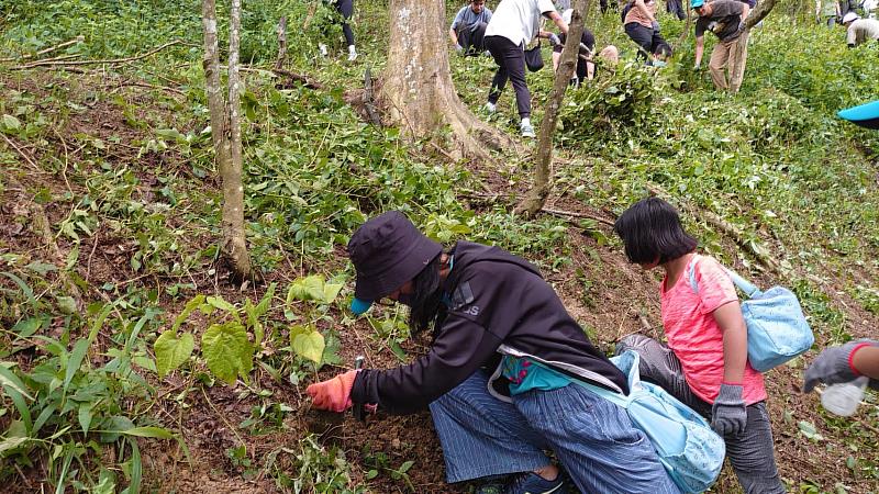 民眾種植龍船花苗木
