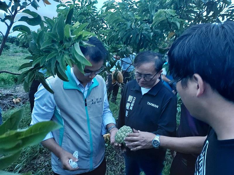 農業部陳吉仲部長視察臺東縣海葵颱風災損-番荔枝