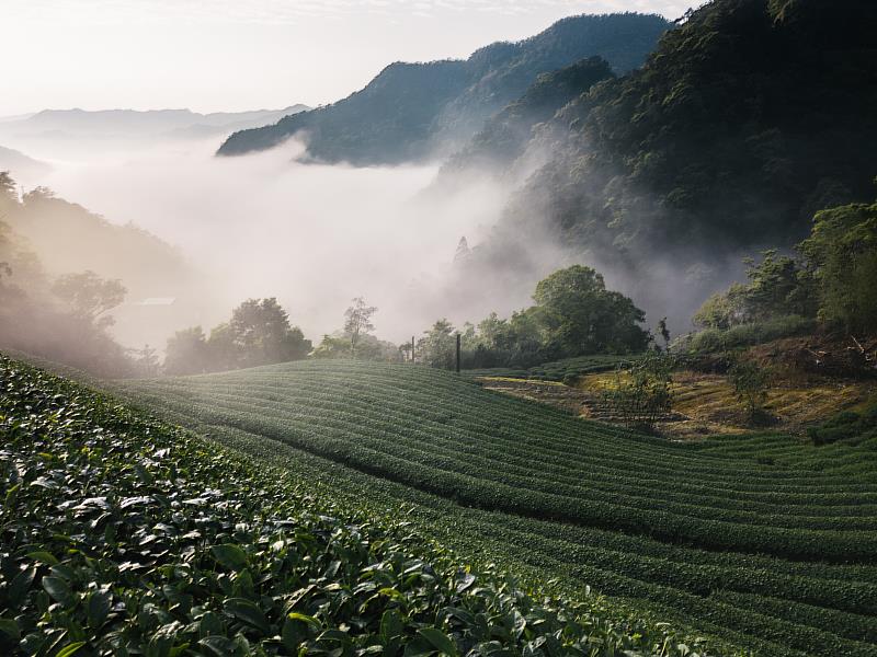 坪林－新北茶鄉之路，跟著領路人步伐採集山林的生態印記