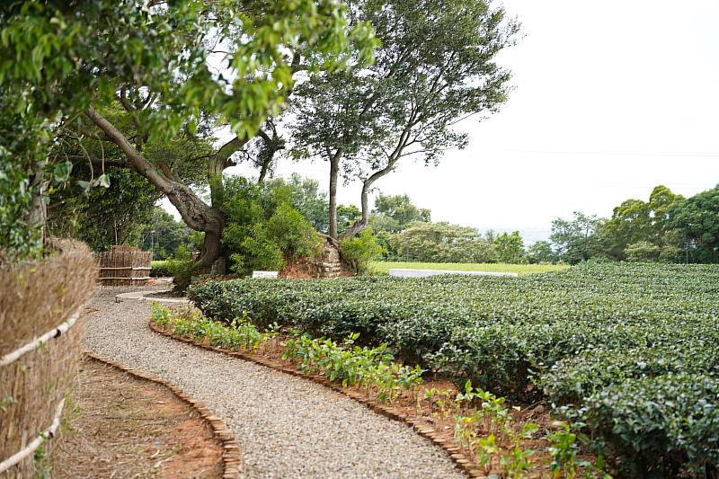 遊客漫步茶園，發掘碉堡遺跡，其中一個碉堡還被大樹包覆，相當特別，造就獨特軍事茶園景觀。