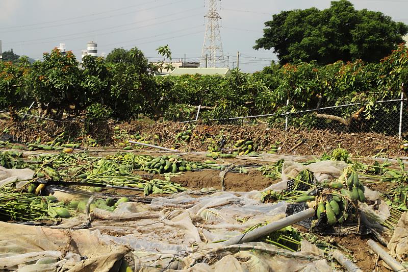 嘉義縣0910豪大雨衝擊 翁章梁勘災畜牧場、木瓜園