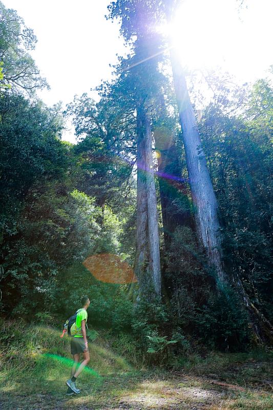 100公里折返點位在170線林道末，高聳的「臺灣杉三姐妹」是臺灣高山森林的生態指標代表之一。