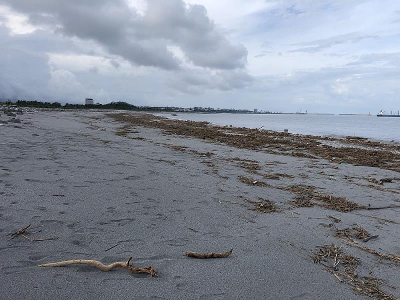 化仁海堤漂流木