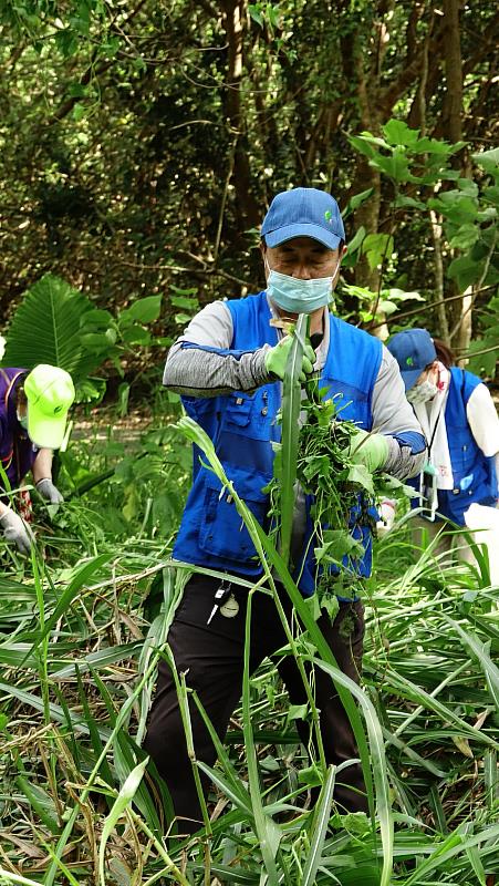 林業及自然保育署花蓮分署新城工作站，與康樂社區發展協會志工及黑潮海洋文教基金會，在2618號防風保安林清除小花蔓澤蘭。