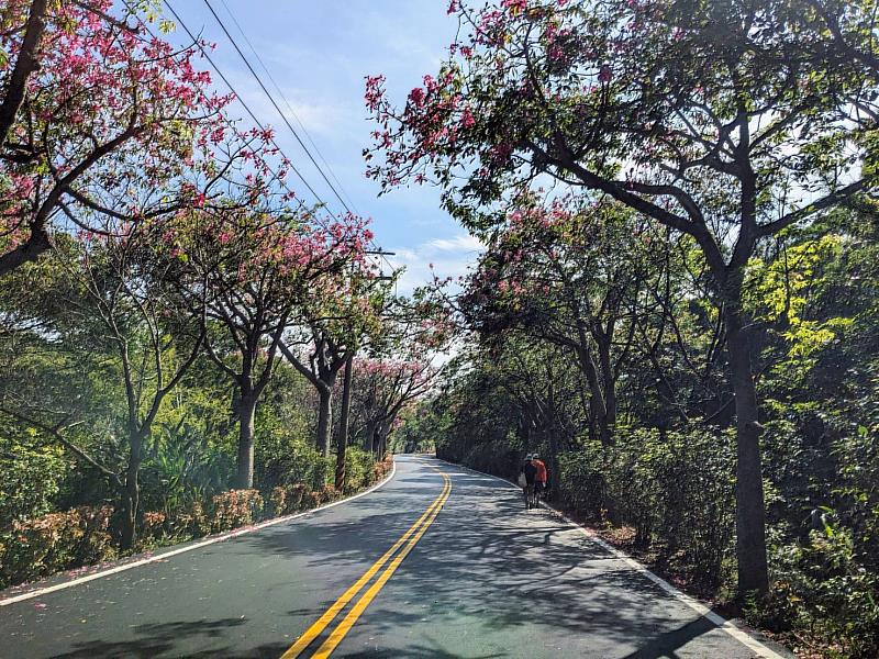 位於新北市淡水區奎柔山路,是連結淡水區義山及三芝區北新庄的一條鄉道,是淡水知名的美人樹大道,漫步其中好不愜意