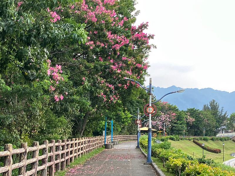 新北市街頭常見的行道樹美人樹,夏秋交替之際或入秋以後,枝頭開滿桃紅色的花,為換季拉開序幕。圖為三峽安溪翠堤的美人樹