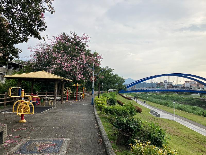 位於三峽的「安溪翠堤」堤防種有約數十棵美人樹，桃紅、粉色花朵逐漸綻放中，漫步其間，彷如行經一條華麗繽紛的浪漫花道