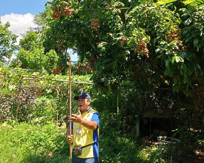 台中桐林社區以種植龍眼為主，但卻因農業影響貓頭鷹棲地，近年來致力復育，讓人與貓頭鷹共生共好。