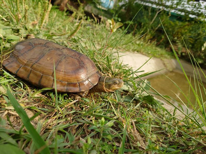 觸口龜類保育教育園區為龜隻展示照養及推展生態保育教育場域(柴棺龜)