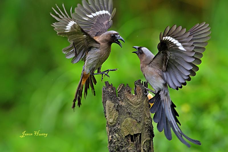 圖說:樹鵲是平地常見的鳥類，正好捕捉到牠們打架的畫面。