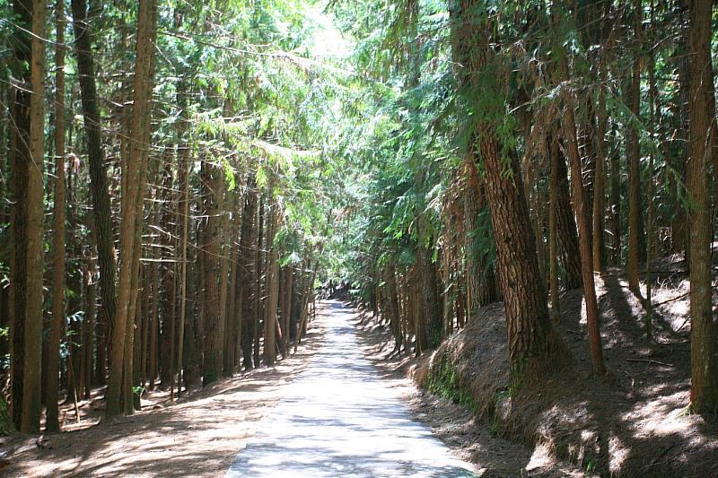 武陵國家森林遊樂區由二葉松林包圍之桃山步道(出處：林業保育署臺中分署)