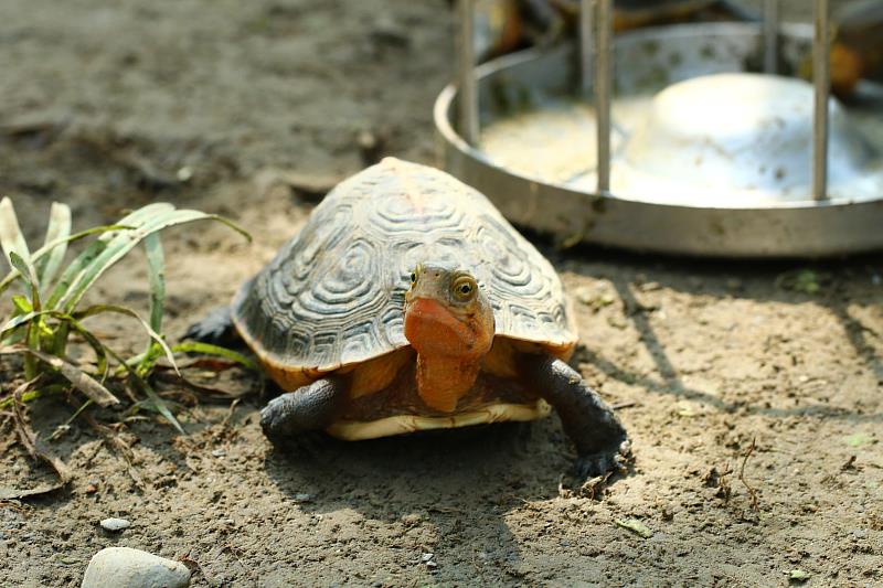 臺灣原生龜類受棲地消失及盜獵壓力，野生族群存續面臨嚴峻威脅(圖為食蛇龜)