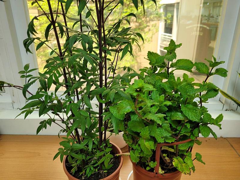 芳香萬壽菊、薄荷均為常見且可食的香草植栽，圖左盆栽為芳香萬壽菊、右為薄荷