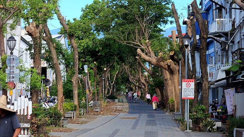 海葵颱風造成台東山海鐵馬道樹木折損 縣府修樹重建 期恢復往日美景