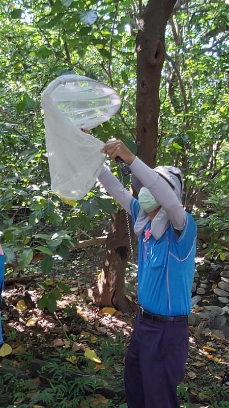 屏東市千禧公園仍能捕獲白線斑蚊