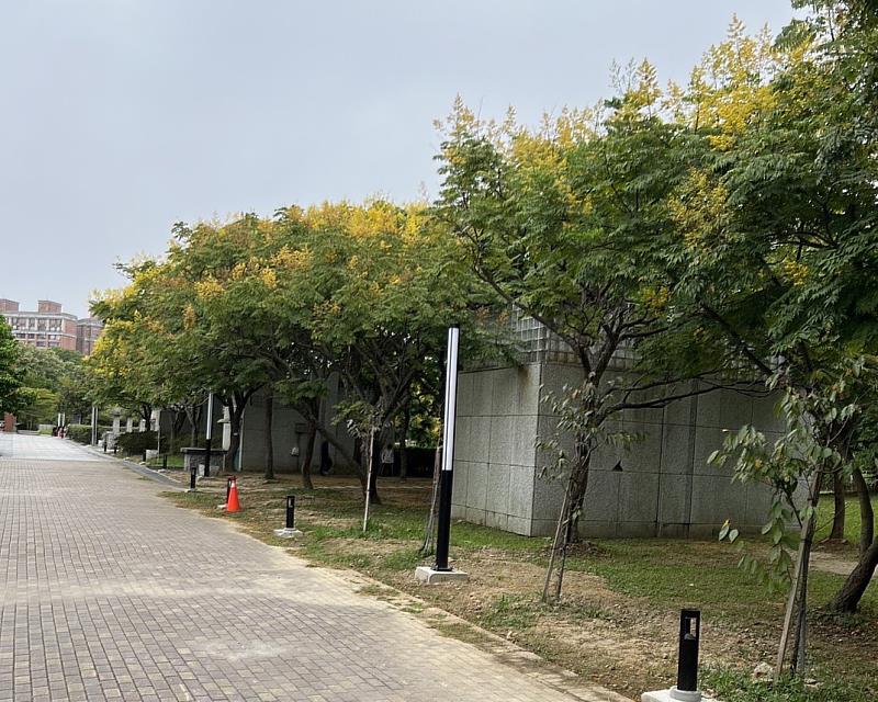 新北市中和區的四號公園內的欒樹，也隨著季節變換紛紛換上金黃色的秋裝