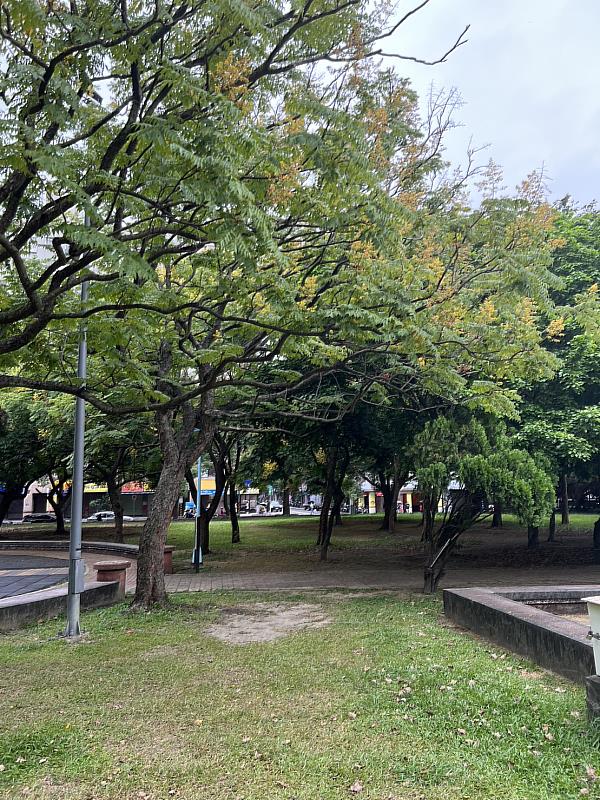 新北市中和區境內的八二三公園別名「四號公園」，園內種有多株臺灣欒樹