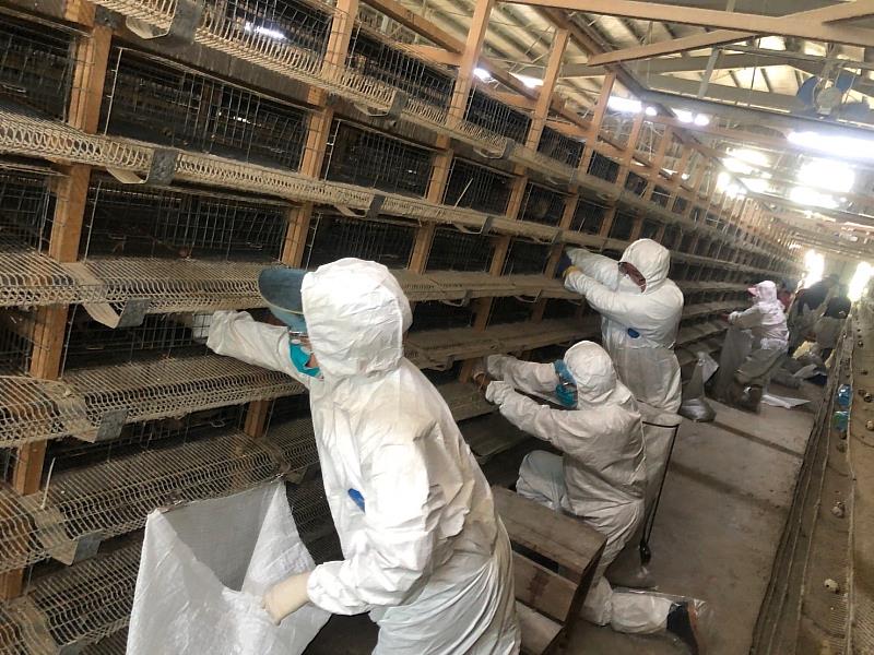 降低疫病傳播風險 嘉義縣家畜所與家禽業者攜手防疫-4