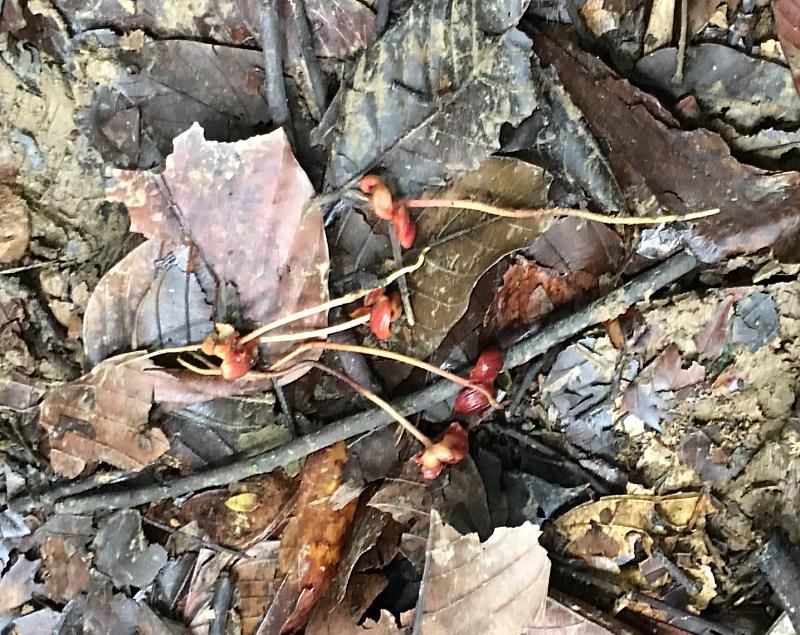 果實發芽，根長約4-5cm