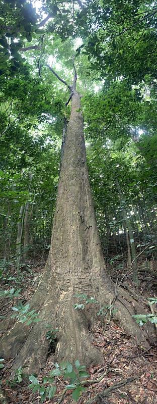 生長在第2225號自然保安林地中一柱沖天的大樹，胸徑約100-105 cm