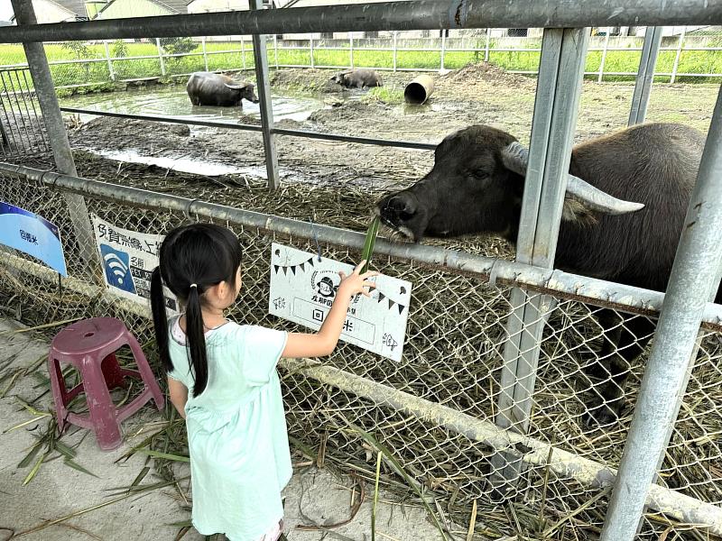 『回鄉米-水牛安養中心』目前開放給所有參觀的遊客參觀餵食老水牛