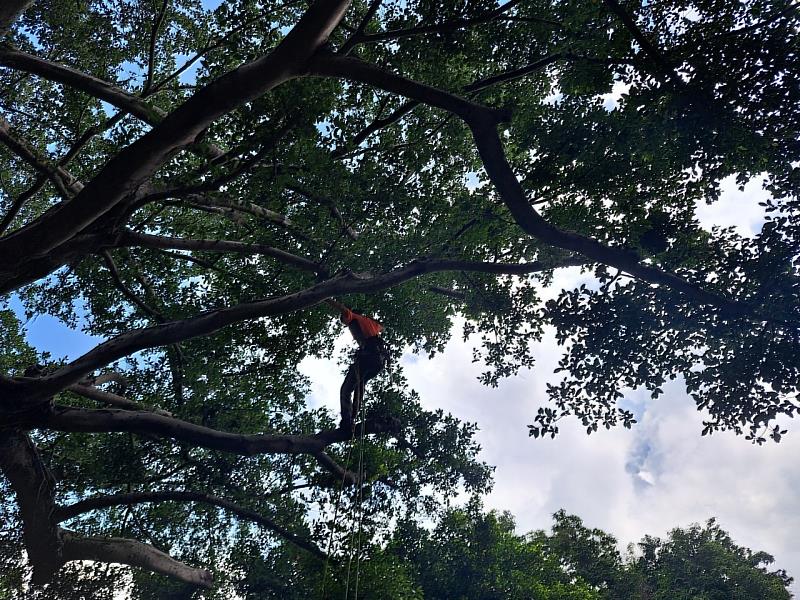 攀樹師是個特別的職業，透過他們的經驗與人工修剪方式，打開老樹樹冠空間，提高通風及能見度