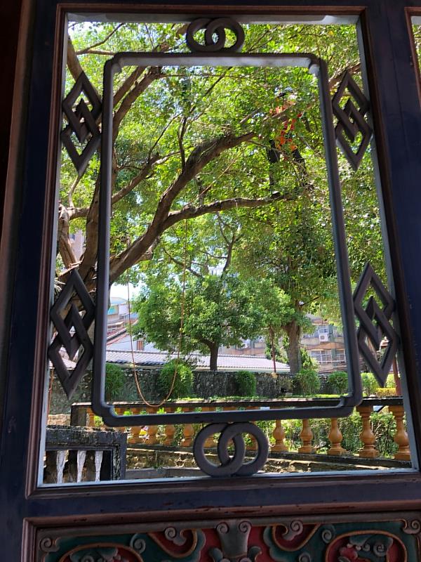 透過園區窗櫺一窺攀樹師修剪珍貴老樹的過程