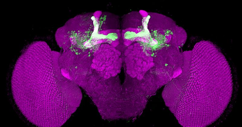 圖為果蠅大腦所有神經纖維結構（洋紅色），其中綠色訊號為蕈狀體神經結構。