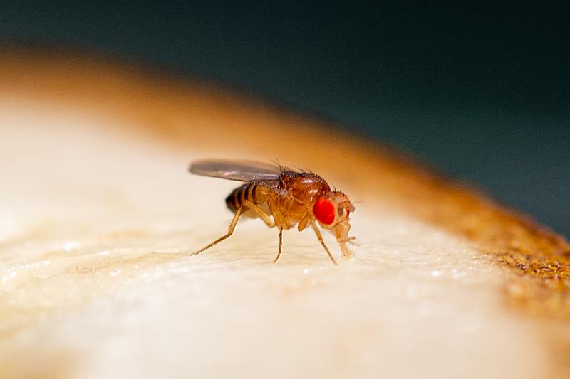 長庚大學吳嘉霖教授研究團隊發現，飢餓的果蠅更怕熱。