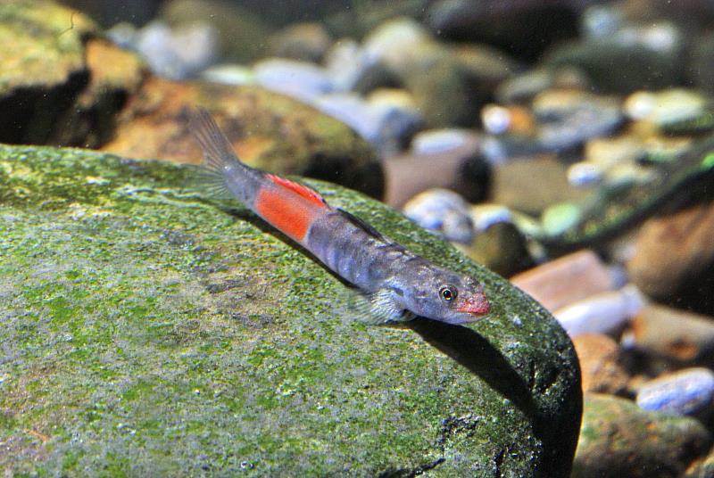 淡水魚保護協会 全24冊 - 本