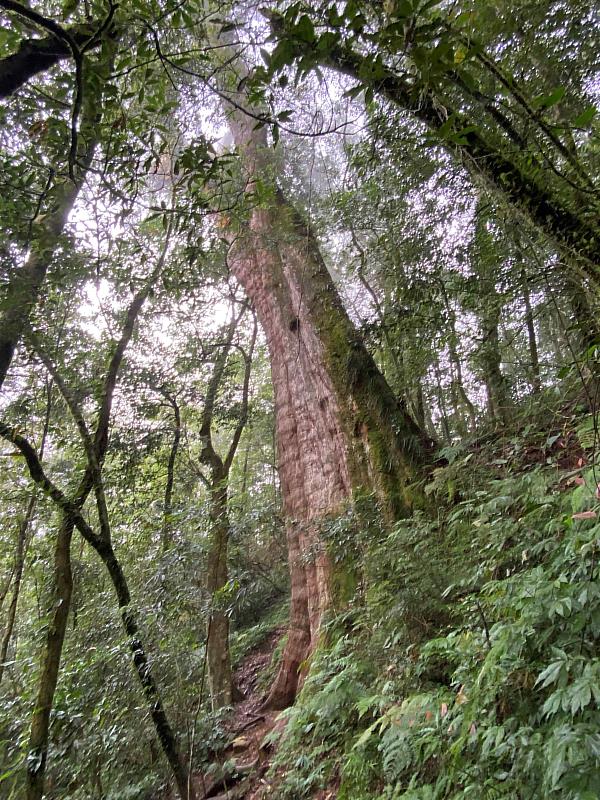 特富野部落noyoca巨木群步道內蘊藏豐富的天然資源