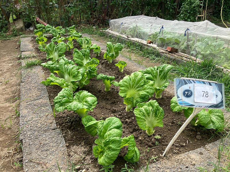 利用空間，種植可食用植栽如蔬菜、水果及香草等兼具實用與景觀效益