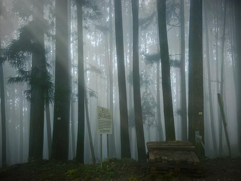 阿里山森林遊樂區