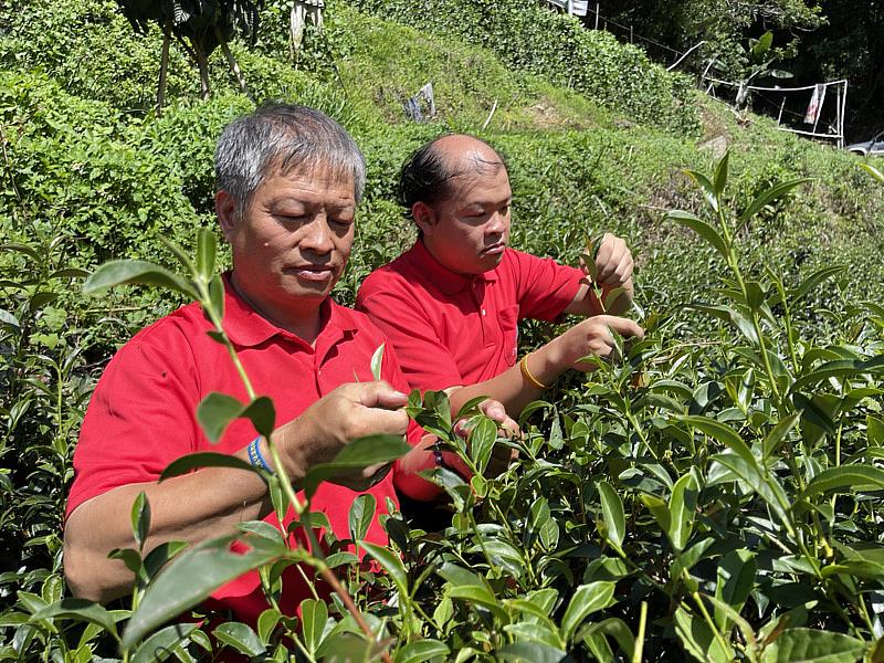 郭坤榮(左)與兒子郭棓淞(右)一起種植有機茶