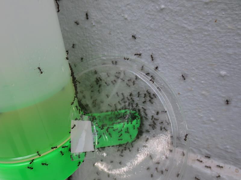 疣胸琉璃蟻取食餌劑之情形