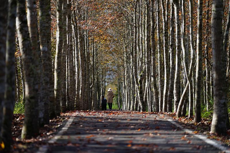 大農大富平地森林園區內楓紅景緻(資料照片)