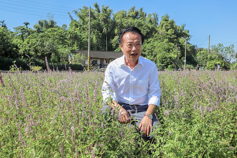 嘉義水上鄉仙草柔軟節登場翁章梁嚐大推紅骨仙草特色美食-5