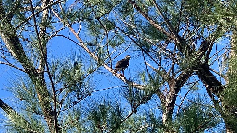 「禿頭」好久不見!  台東森林公園今歡喜迎接鳳頭蒼鷹野放回家團圓