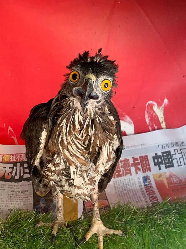 「禿頭」好久不見!  台東森林公園今歡喜迎接鳳頭蒼鷹野放回家團圓